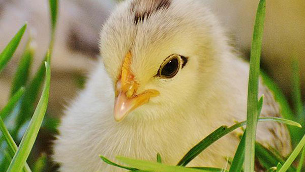 التغذية الحيوانية