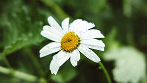 أسيتات جيرانيل