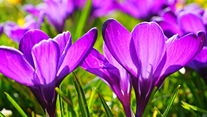 ميثيل ايونون