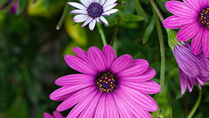 ألفا أيونون