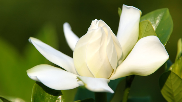 إيثيل لينالول