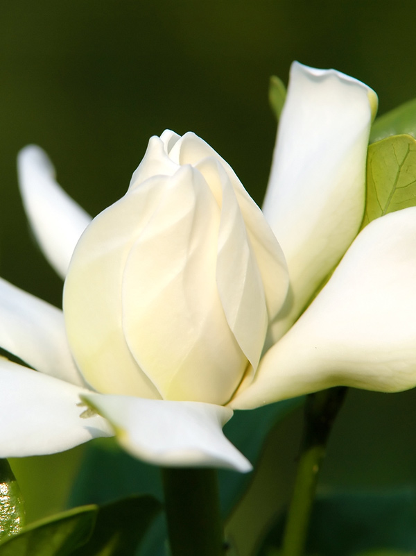 إيثيل لينالول