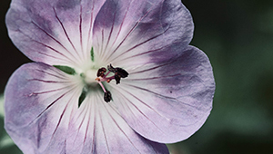 سيترونيلول