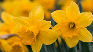 عطر سيس-3-هيكسانول ساليسيلات