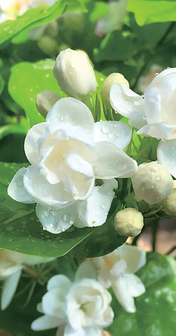 عطر سيس-3-هيكسانول ساليسيلات