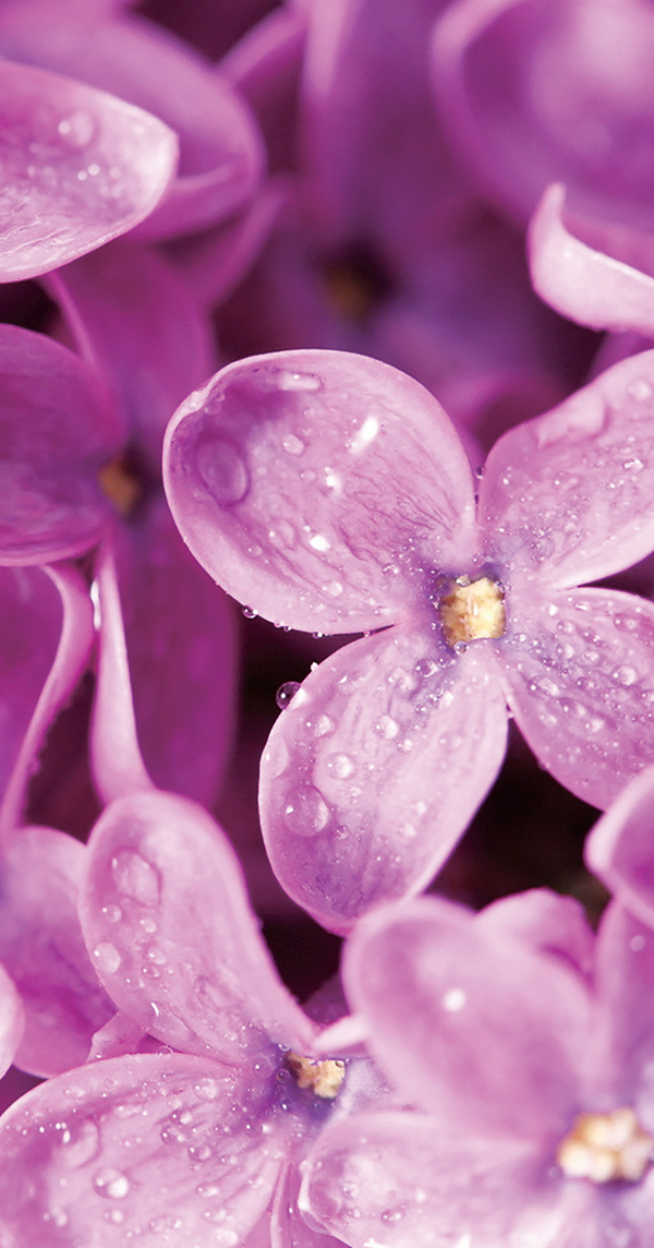 عطر سيس-3-هيكسانول