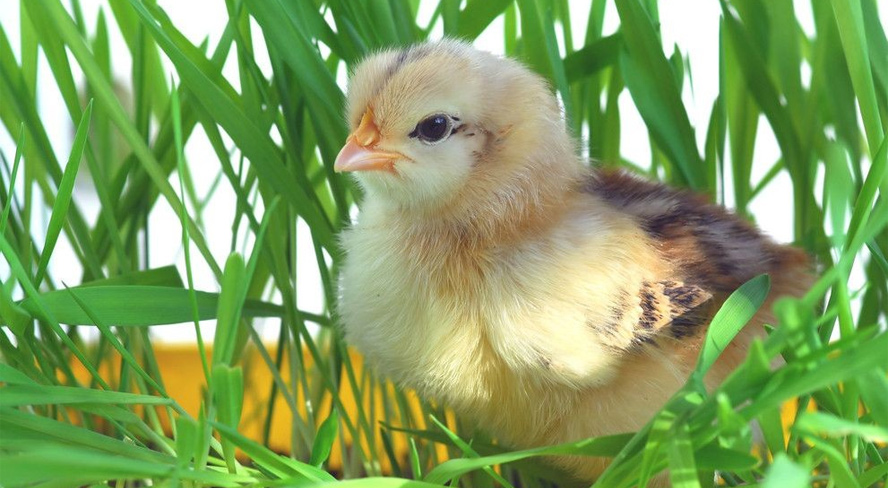 بيتا كاروتين