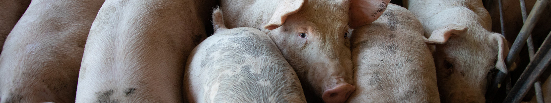 تربية الخنازير