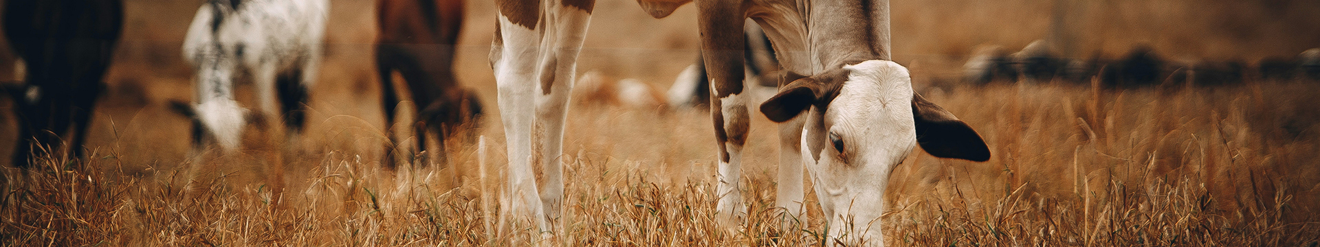 تربية الحيوانات المجترة (الماشية)