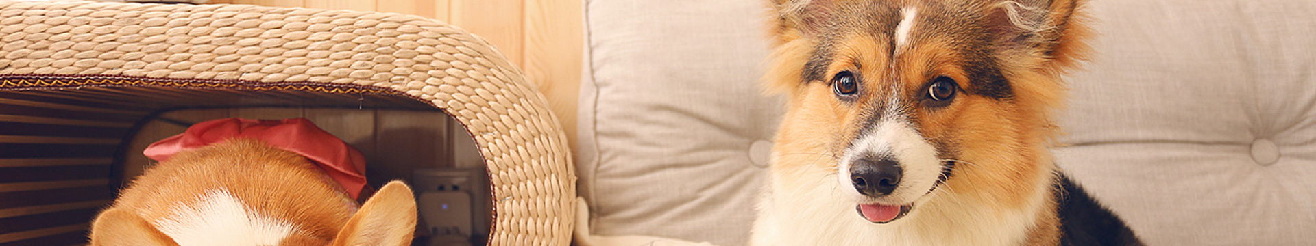 تربية الحيوانات الأليفة