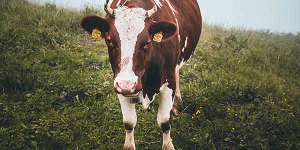 تربية الحيوانات المجترة (الماشية)