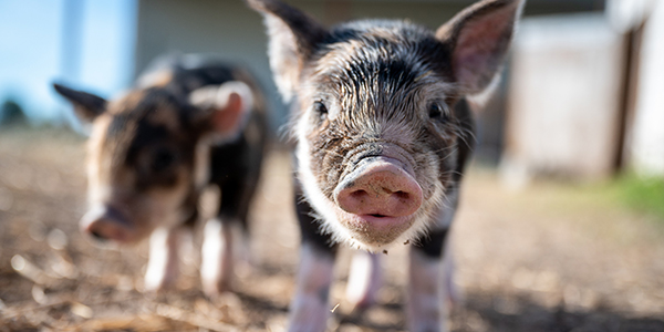 تربية الخنازير